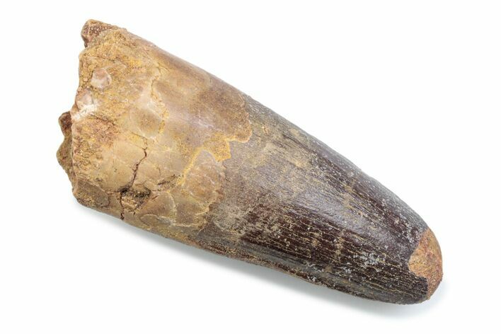 Fossil Spinosaurus Tooth - Robust Tooth #370502